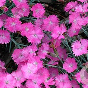 Dianthus grat. 'Feuerhexe' GM P9