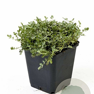 Acaena buchananii GM P9 BIO