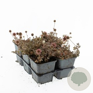 Acaena microphylla 'Kupferteppich' GM P9 BIO