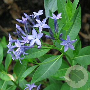 Amsonia orientalis GM P9 BIO