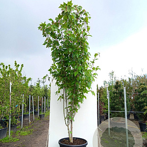 Acer davidii 'Viper' 350-400 cm cont. 130L meerstammig