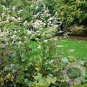 Artemisia lactiflora GM P9 BIO