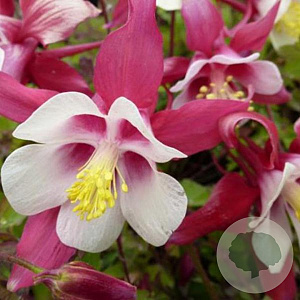 Aquilegia 'Crimson Star' GM P9 BIO