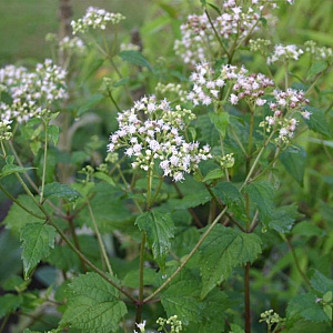 Eupatorium rugosum GM P9 BIO