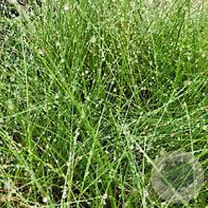 Festuca amethystina GM P9 BIO