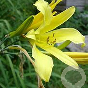 Hemerocallis citrina GM P9 BIO