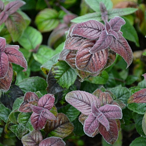 Monarda bradburiana GM P9 BIO