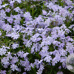 Phlox (S) 'Benita' GM P9 BIO