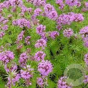 Phuopsis stylosa GM P9 BIO