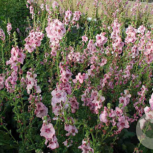 Verbascum 'Pink Domino' GM P9 BIO