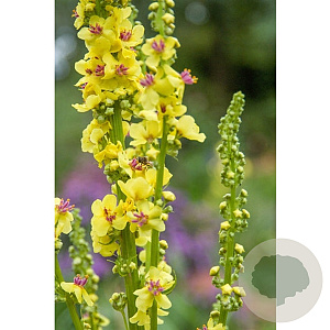 Verbascum olympicum GM P9 BIO