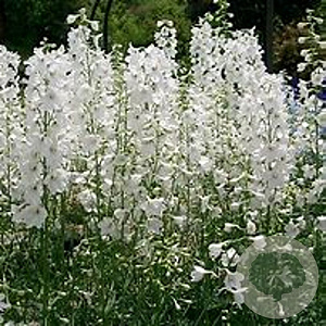Delphinium (B) 'Casa Blanca' GM P9 BIO