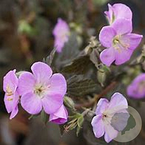 Geranium macul. 'Elizabeth Ann' GM P9 BIO