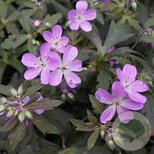 Geranium macul. 'Espresso' GM P9 BIO