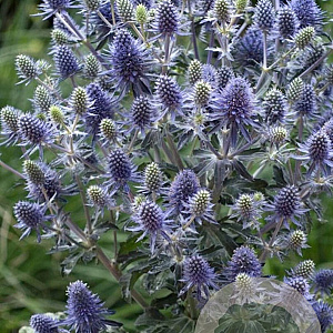Eryngium pl. 'Blue Hobbit' GM P9 BIO