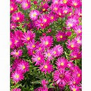 Aster 'Neron' GM P9 BIO