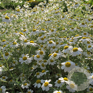Tanacetum niveum 'Jackpot' GM P9 BIO