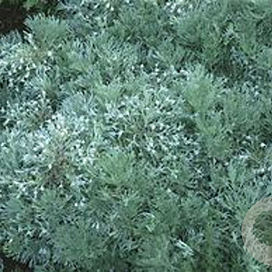 Artemisia schmidt. 'Nana' GM P9 BIO