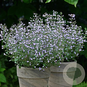 Calamintha n. 'Marvelette Blue' GM P9 BIO
