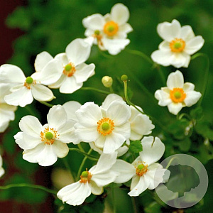 Anemone h. Pretty Lady Maria GM P9 BIO