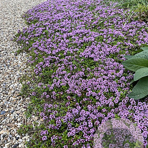 Thymus longicaulis 'Odoratus' GM P9 BIO