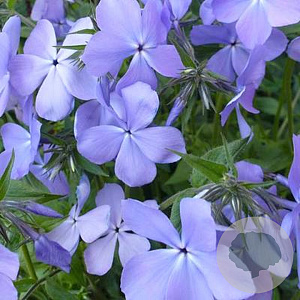 Phlox div. 'Blue Moon' GM P9 BIO
