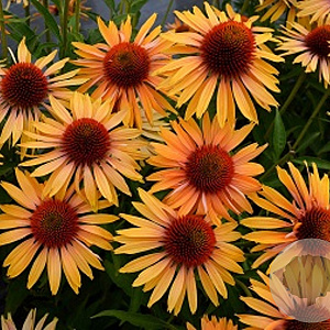 Echinacea p. 'Big Kahuna' GM P9 BIO