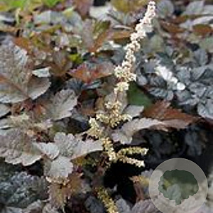 Astilbe 'Chocolate Shogun' GM P9 BIO