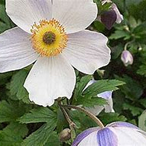 Anemone Wild Swan GM P9 BIO