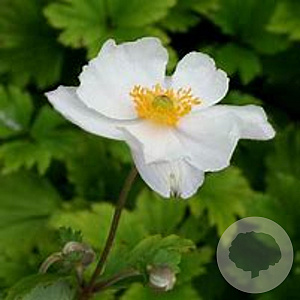 Anemone Ruffled Swan GM P9 BIO