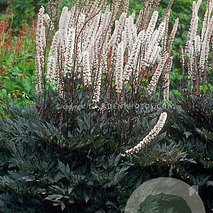 Actaea simp. 'Black Negligee' GM P9 BIO