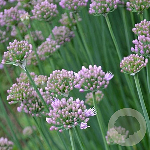 Allium senescens 'Lisa Blue' GM P9 BIO