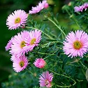 Aster n.-a. 'Rudelsburg' GM P9 BIO