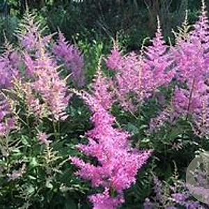 Astilbe (A) 'Astary Pink' GM P9 BIO