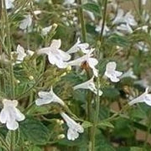 Calamintha n. 'Menthe' GM P9 BIO