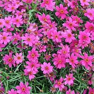 Coreopsis 'Limerock Passion' GM P9 BIO