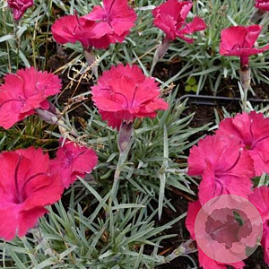 Dianthus grat. 'Badenia' GM P9 BIO