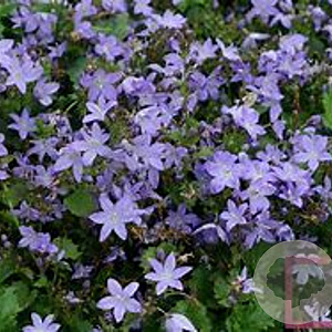 Campanula posch. 'Blauranke' GM P9 BIO