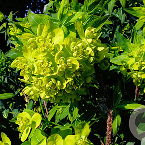 Euphorbia pal. 'Walenburg's Glorie' GM P9 BIO
