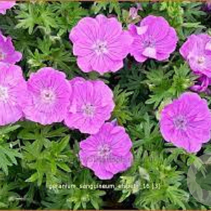 Geranium sang. 'Elsbeth' GM P9 BIO