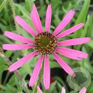 Echinacea t. Rocky Top Hybrids GM P9 BIO