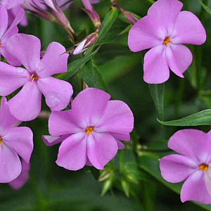 Phlox carolina 'Bill Baker' GM P9 BIO