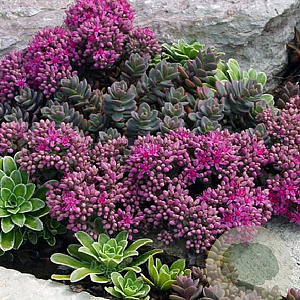 Sedum ewersii GM P9 BIO