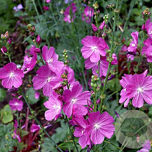 Sidalcea 'Partygirl' GM P9 BIO