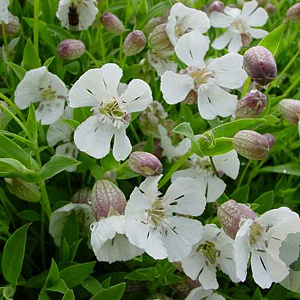 Silene uniflora GM P9 BIO