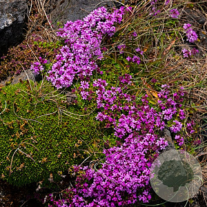Thymus praecox 'Bressingham' GM P9 BIO