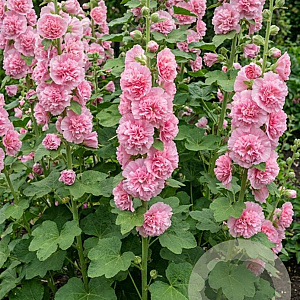Alcea rosea 'Charters Double Pink' GM P9 BIO