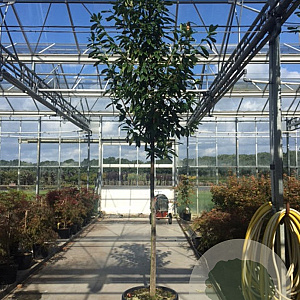 Prunus l. 'Novita' 12-14 HO 50L