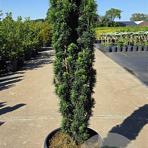 Taxus b. 'Fastigiata Robusta' 100-125 cm 30L