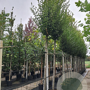 Carpinus bet. 'Fastigiata' 14-16 cm 35L 200 cm stam